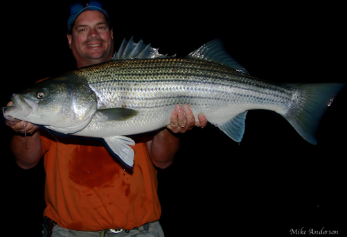 MikeStriper2010